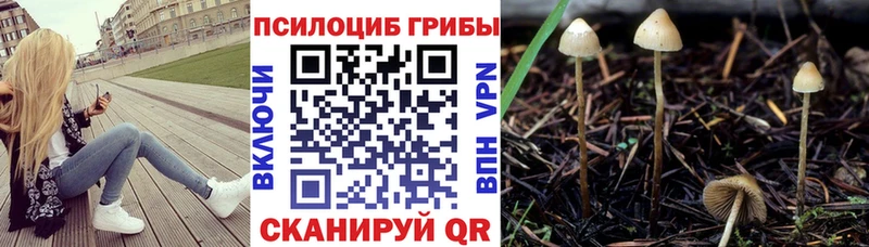 купить   Нерчинск  Галлюциногенные грибы MAGIC MUSHROOMS 
